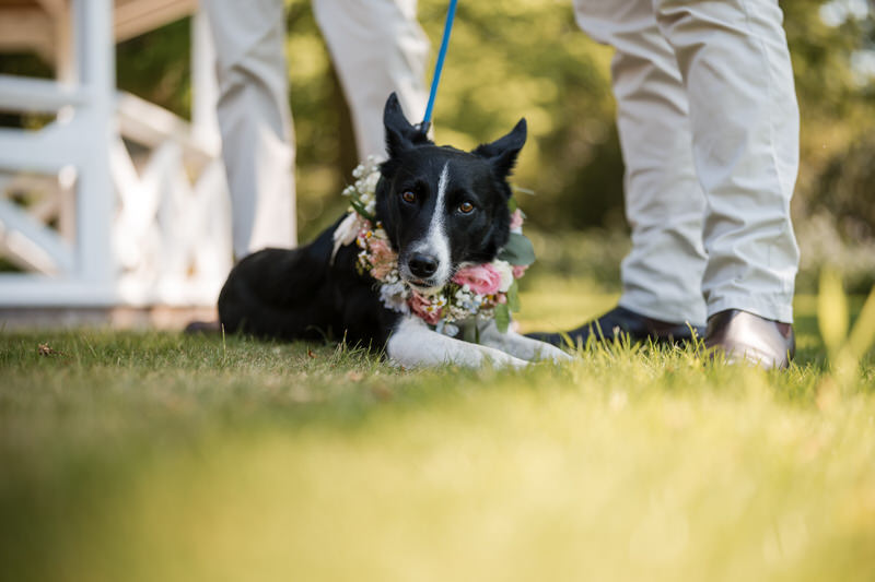 Wedding dog guest wearing a floral collar at Armathwaite Hall