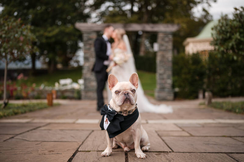 Wedding dog wearing a bow tie at a Lake District wedding