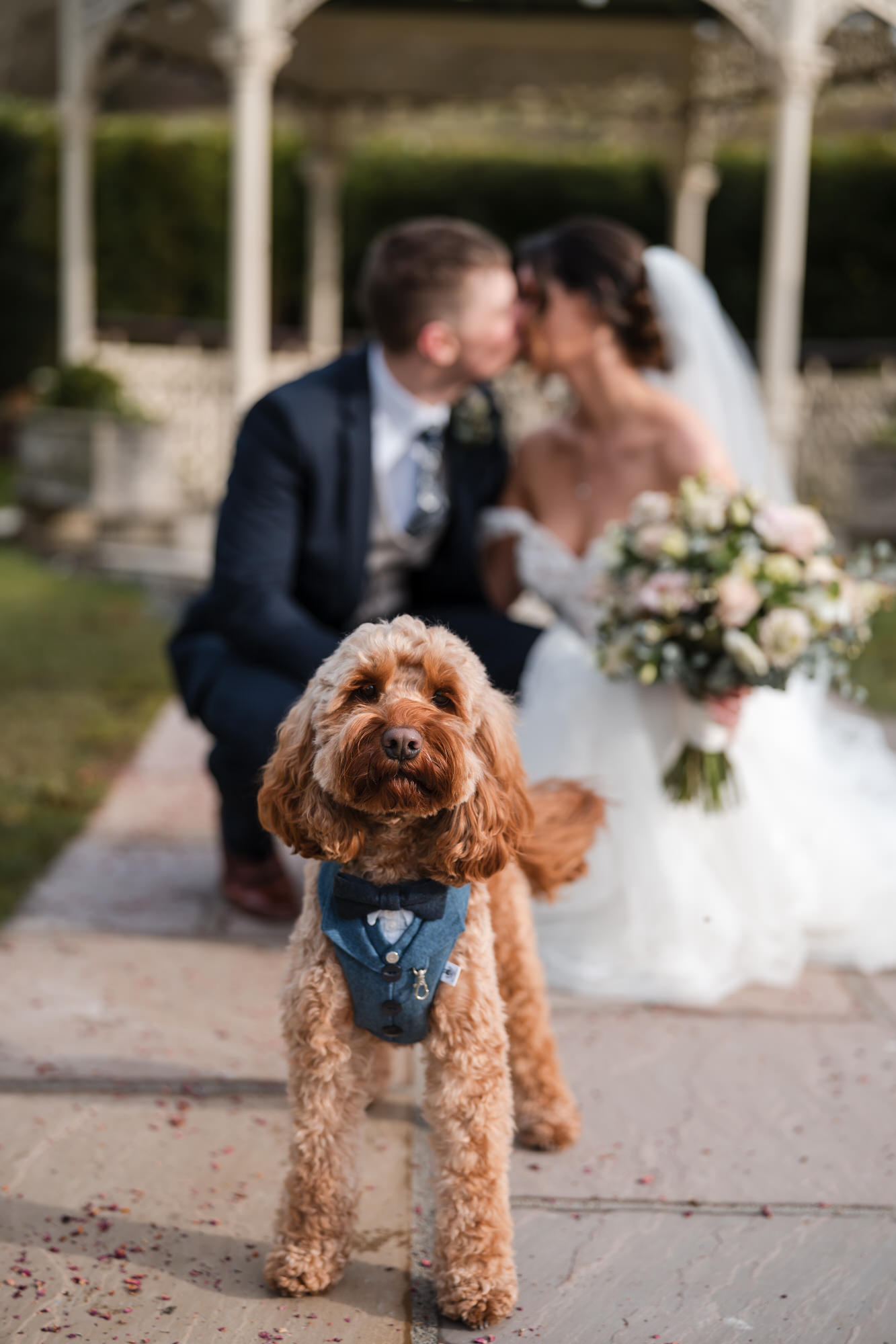 Wedding dog portrait with bride and groom softly blurred in the background