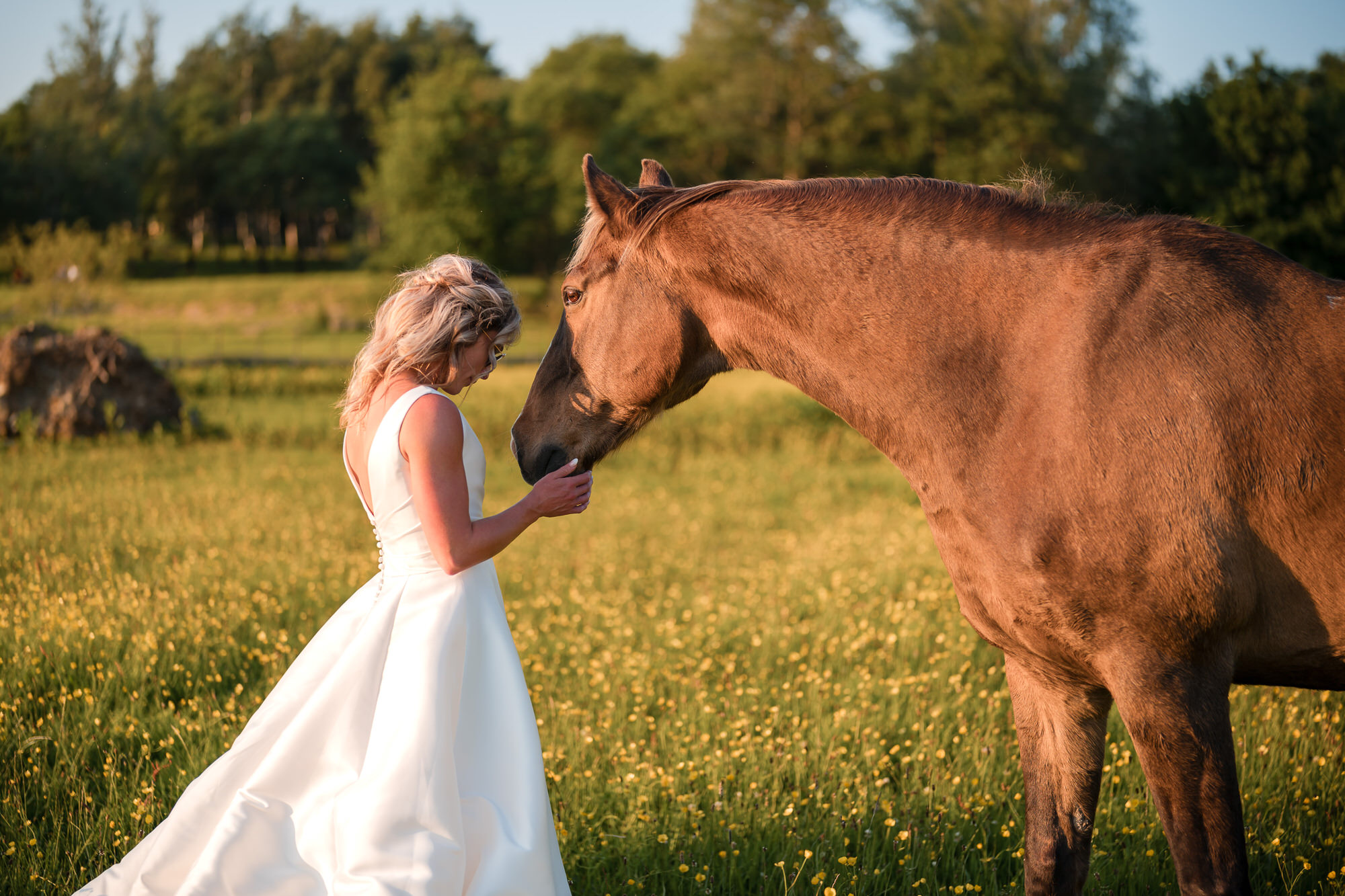 Bride with a horse at golden hour at New House Farm in Lorton